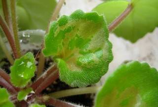 Вредители комнатных растений (29 фото): как бороться с трипсами, липкими листьями и подурами в домашних условиях? используем «зеленое мыло»
