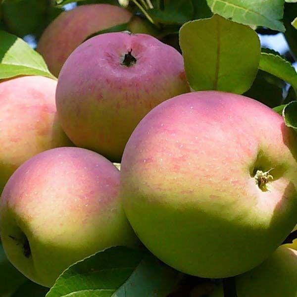 Сорт яблони ветеран: описание и фотографии