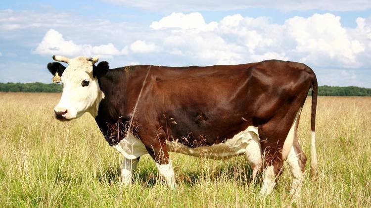 Ярославская порода коров. описание, отзывы, продуктивность с фото и видео
