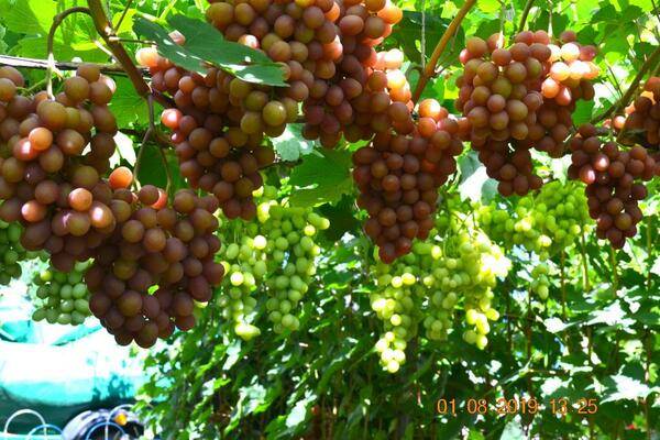 Винограда гурман ранний: фото, описание сорта