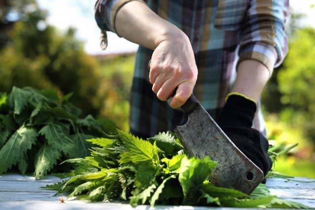 Крапива: 5 способов применения в саду и огороде