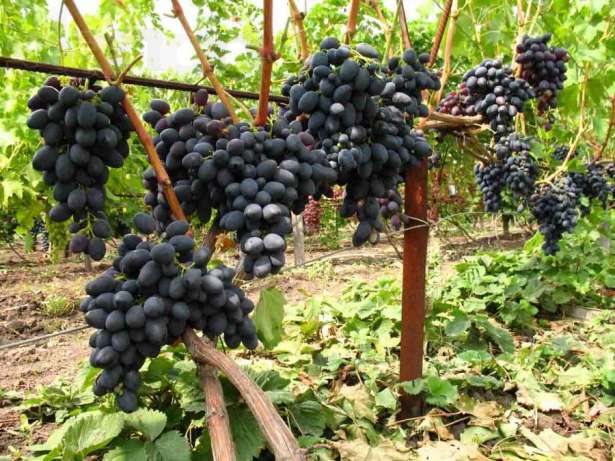 Виноград «кишмиш чёрный» описание и характеристика бессемянного сорта