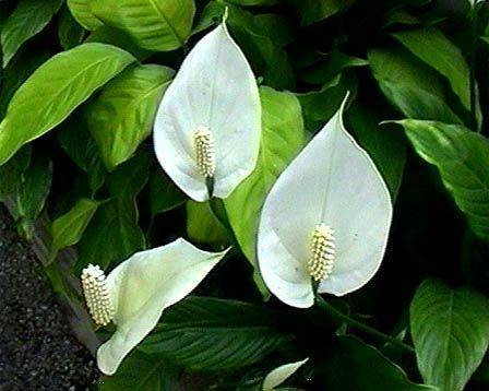 Цветок женское счастье (спатифиллум): описание растения, сорта, условия для произрастания, уход в домашних условиях