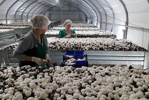 Выращивание грибов как бизнес: с чего начать, оборудование, технология, рентабельность