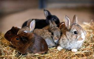 Развитие молодых крольчат, кормление и уход за ними