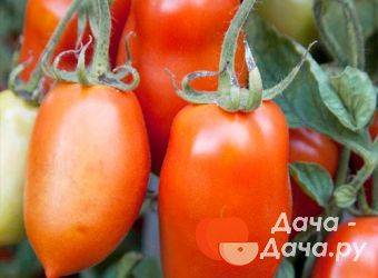 Лучшие семена томатов сибирской селекции: самые урожайные сорта помидор для теплиц и открытого грунта сибири