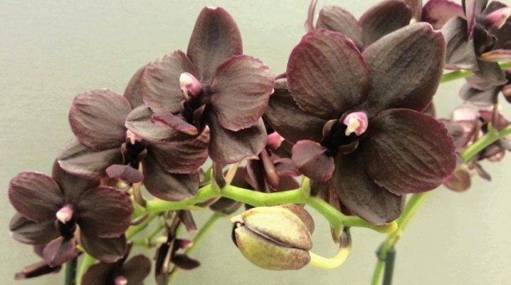 Орхидея фаленопсис: описание видов и уход за цветком