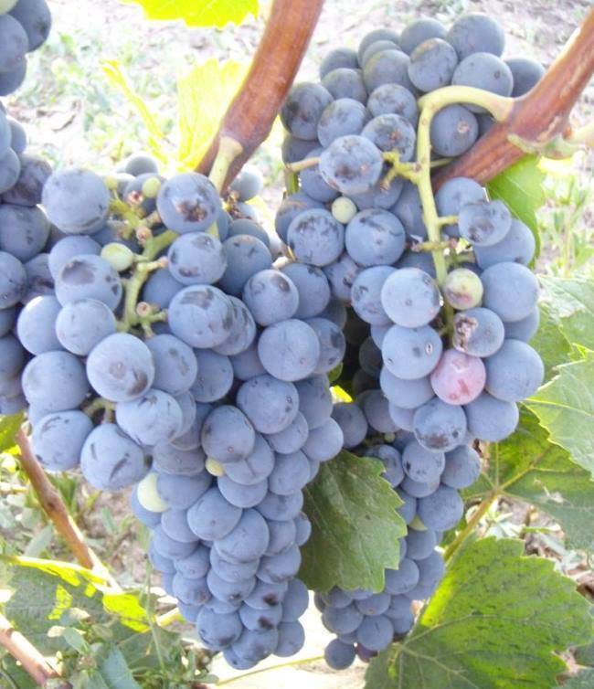 Сорт винограда мерло (merlot): описание, характеристика, вкус и аромат вина