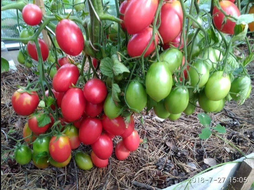 Описание и выращивание томатов сорта «абаканский розовый»