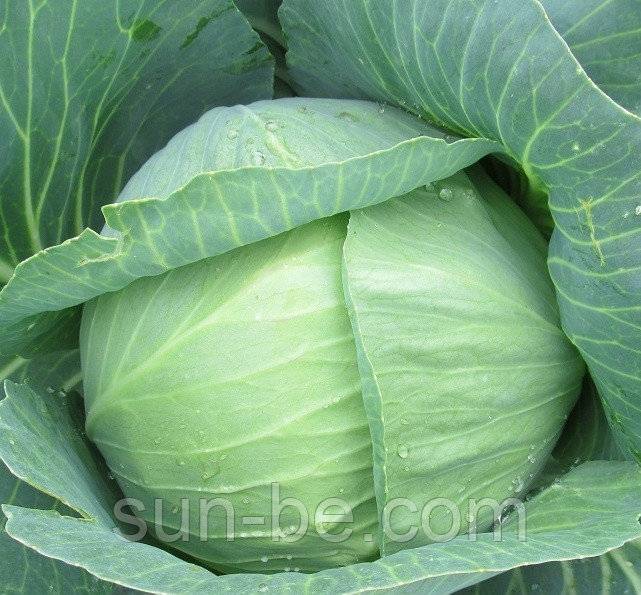 Капуста сонсма f1: отзывы о выращивании, описание белокочанного сорта, фото семян rijk swaan