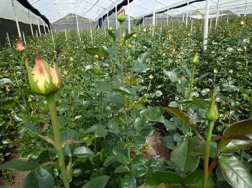 Выращивание голландских роз my-flowery.ru - все о цветах