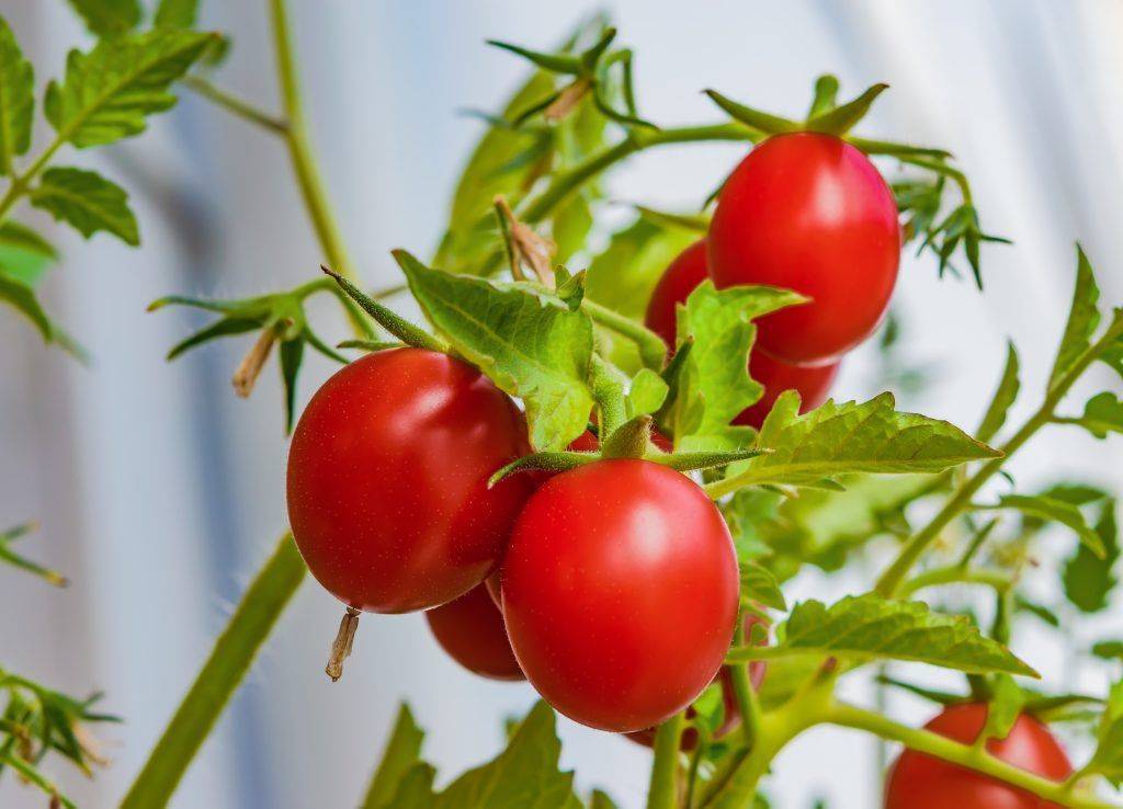 Подкормка помидоров дрожжами: рецепты с золой, с сахаром