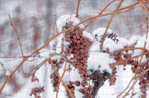 Когда, как и чем укрывать виноград на зиму в разных регионах