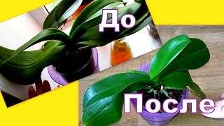 Почему у орхидеи вянут листья: причины и методы борьбы с ними - pocvetam.ru