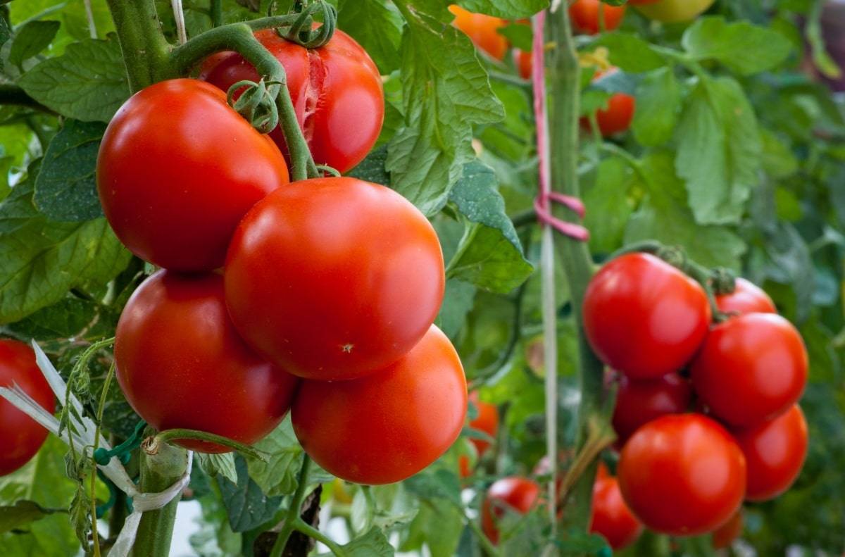 Формирование куста помидоров в теплице > видео + фото