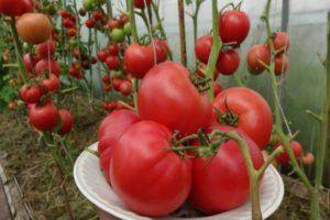 Описание и характеристики сорта томатов «алтайский шедевр»