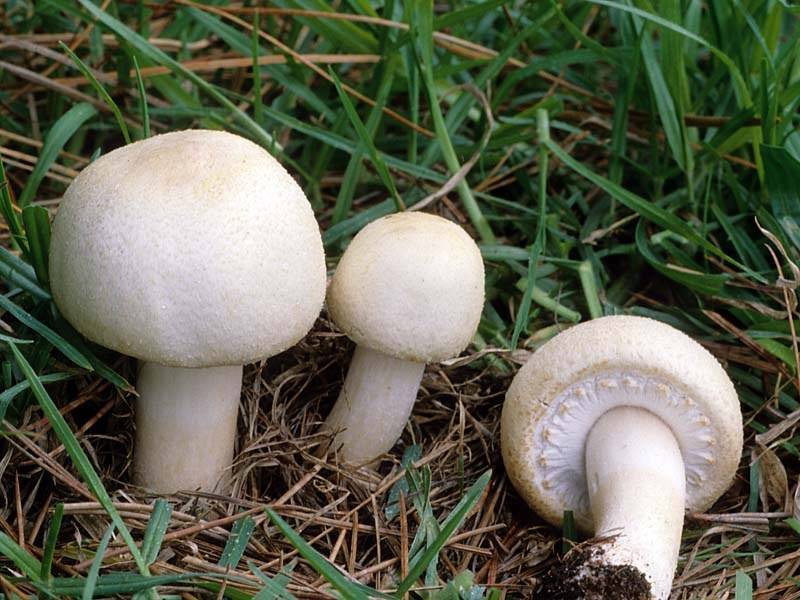 Разнообразие грибов: низшие грибы, высшие грибы и шляпочные грибы