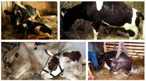 Kursov parez (история болезни крупного рогатого скота (коровы) с диагнозом послеродовой парез (coma puerperalis)) » студизба