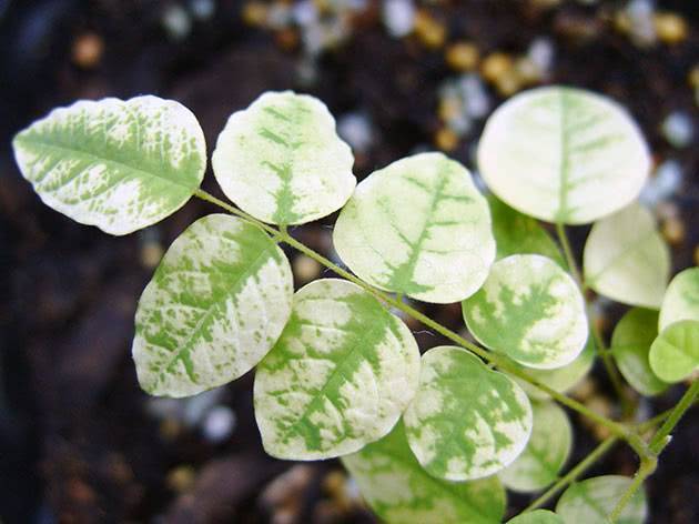Хлороз растений: причины и способы борьбы с болезнью | огородники