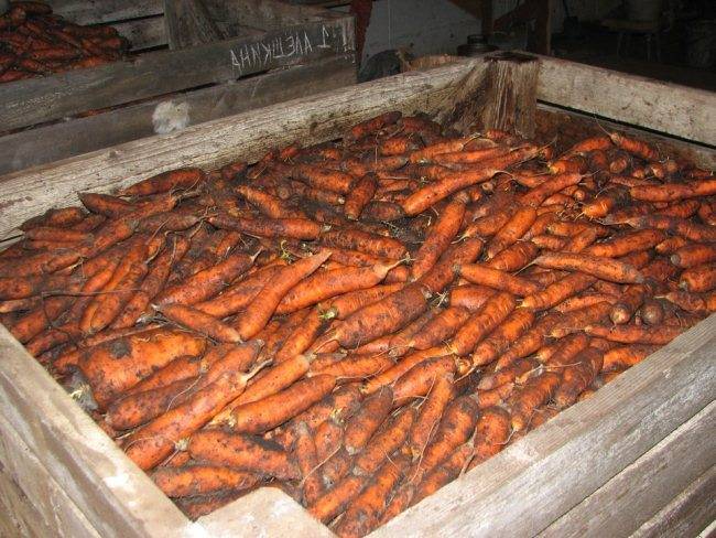 Как зимой лучше хранить морковь: в погребе, подвале, подполе и в условиях городской квартиры