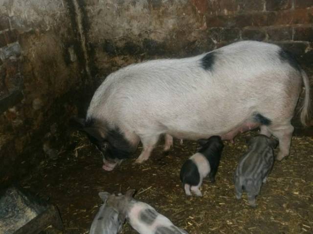 Свиньи мангалица: характеристика, фото, отзывы о породе