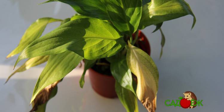 Чернеют, сохнут или желтеют листья спатифиллума - как помочь растению