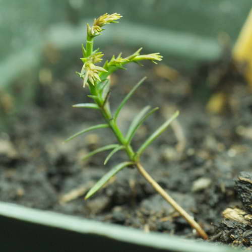 Особенности выращивания кипариса из семян в домашних условиях