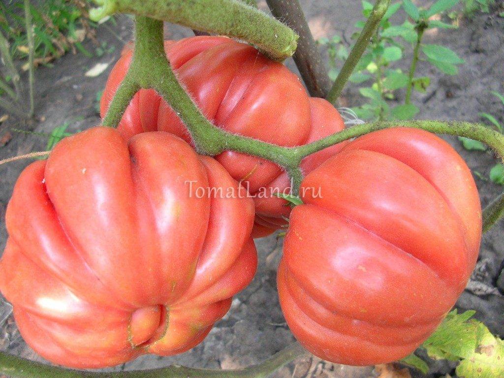 ✅ томат инжир красный: описание сорта, урожайность, особенности выращивания и ухода, фото - tehnoyug.com