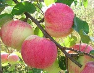 Колоновидные яблони: сорта для урала и отзывы
