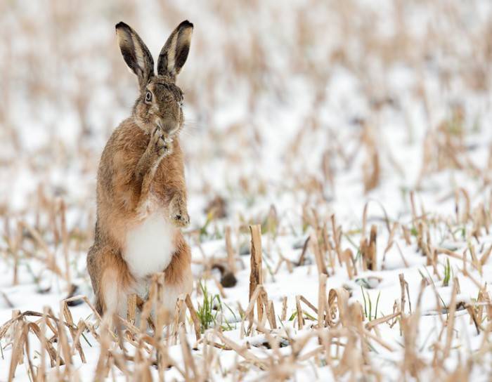 Описание зайца: виды, как выглядит и где живет заяц-русак, чем питается в лесу и интересные факты