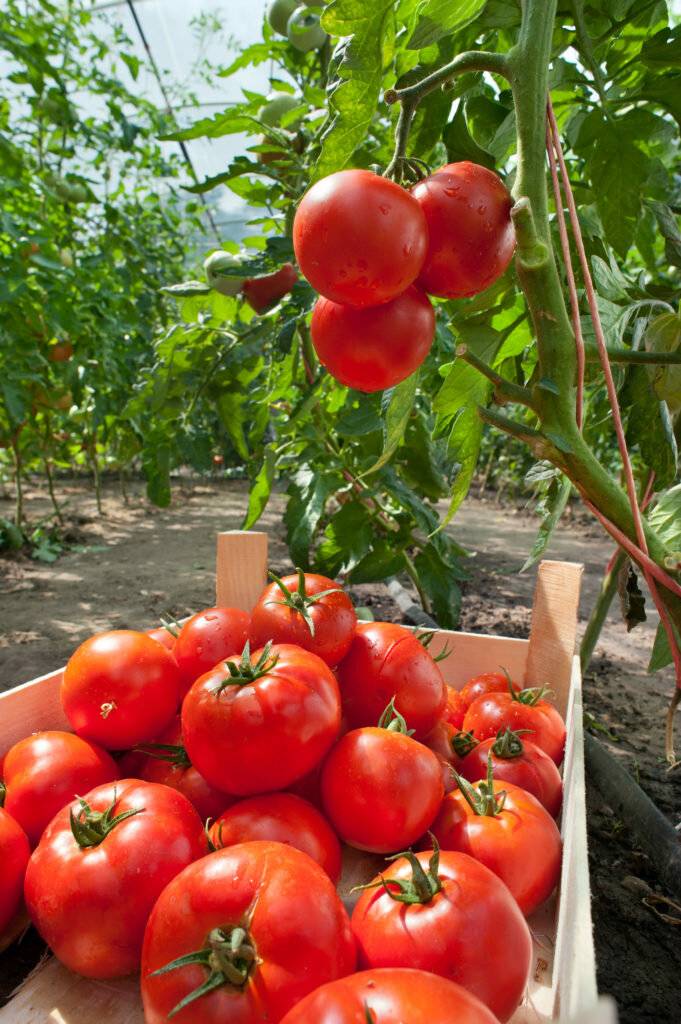 Как ускорить созревание помидоров: способы, правила, хитрости