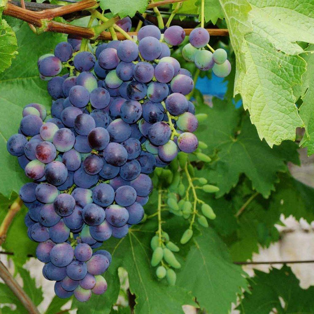 Виноград загадка шарова: описание сорта, достоинства, посадка и уход, отзывы