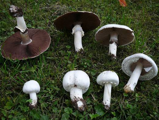 Съедобные грибы приморского края