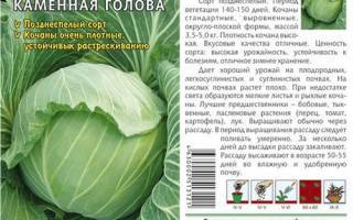 Особенности посадки и выращивания гибрида капусты ринда f1