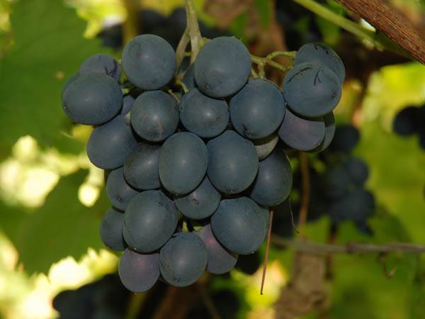Виноград молдова: описание сорта, фото, отзывы, видео