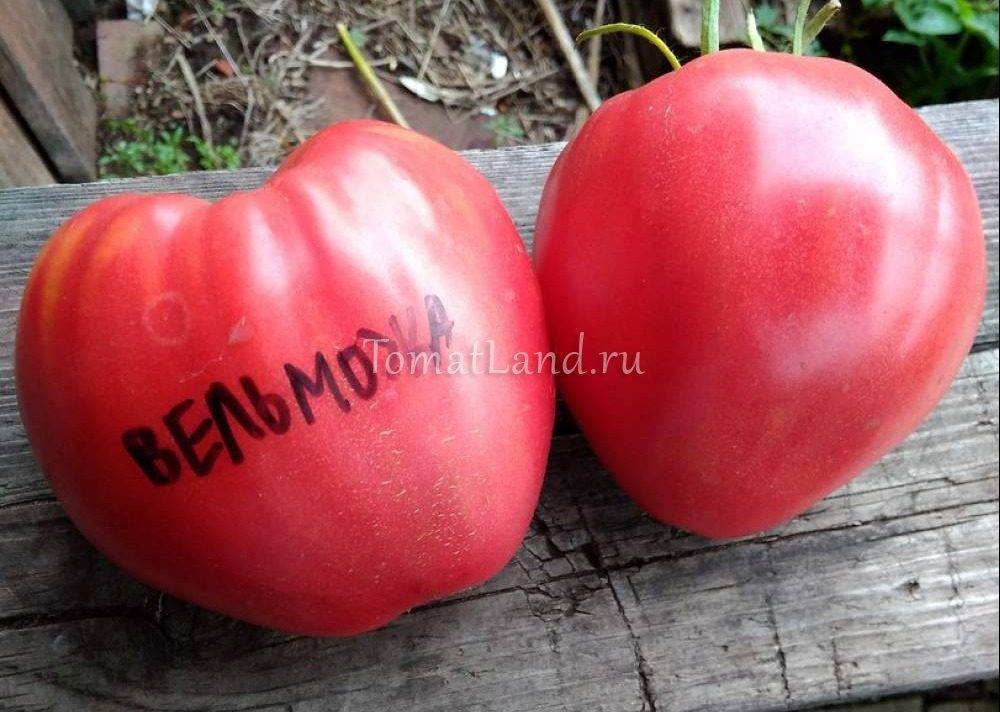 Описание сорта томата Вельможа — как поднять урожайность