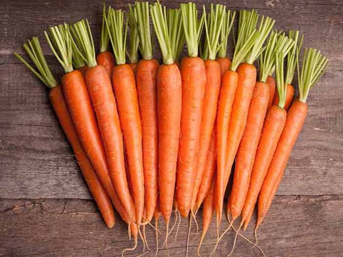 Польза и вред моркови для людей