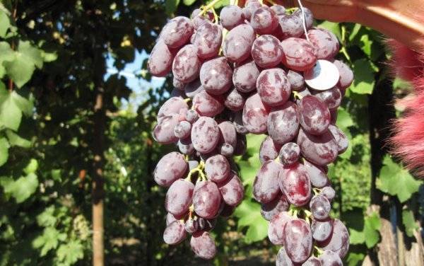 Описание винограда ягуар - агрономы