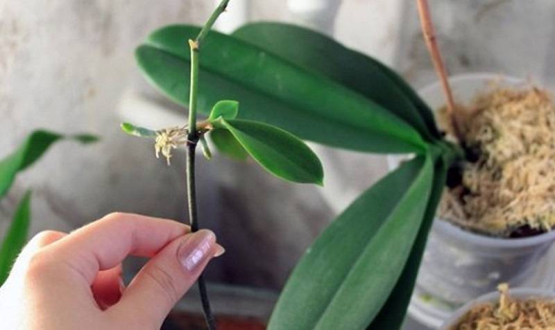 Узнайте, как вырастить орхидею из корешка
