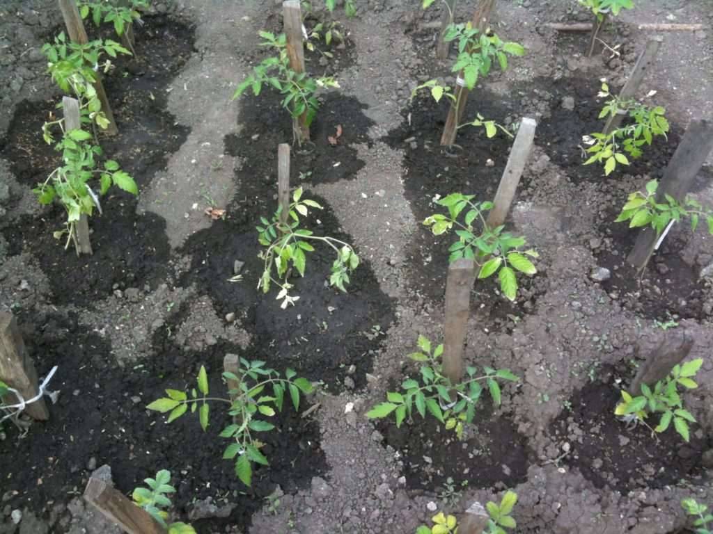 Подкормка золой рассады помидоров и перца: польза народного средства