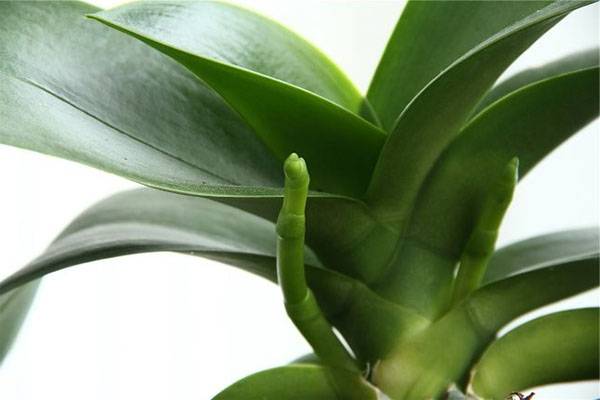 Как растет цветонос у фаленопсиса: как выглядит на фото, как отличить от корня, долго ли формируется, сколько стрелок орхидея выпускает, что делать, если сломался? selo.guru — интернет портал о сельском хозяйстве