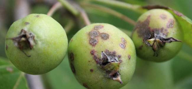 Надежная защита яблони от парши и мучнистой росы — agroxxi