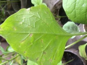 Болезни рассады баклажанов на листьях
