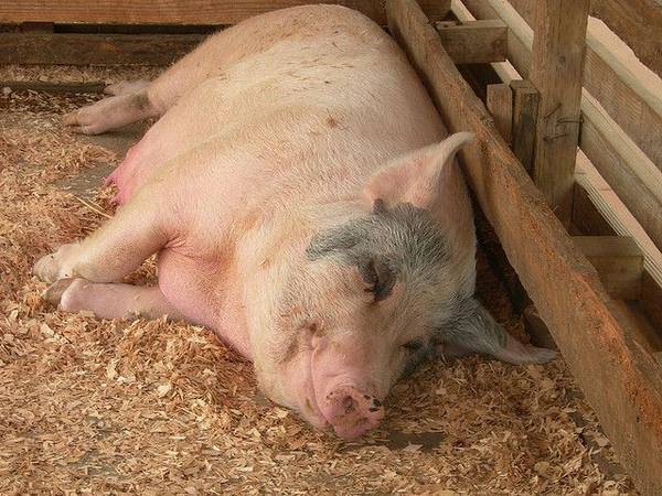 Болезни свиней в небольших хозяйствах - симптомы, лечение, профилактика - agritimes.ru