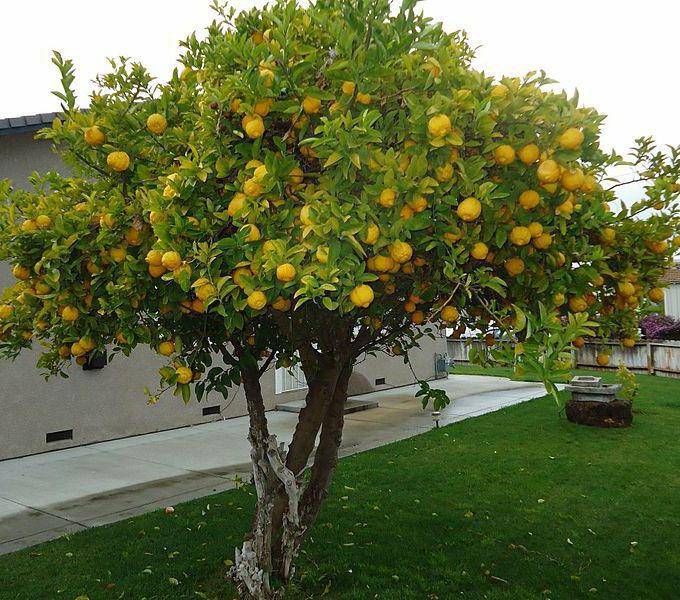 Лимон — это фрукт, овощ или ягода - сельская жизнь