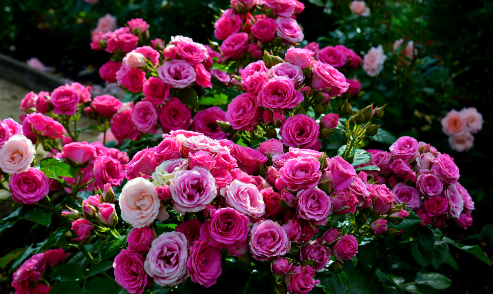 Лучшие сорта спрей роз - сад и огород