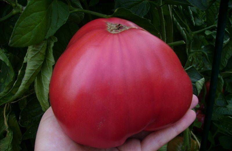 ᐉ томаты "инжир розовый" и "красный": описание и характеристики сорта, фотографии плодов-помидоров - orensad198.ru