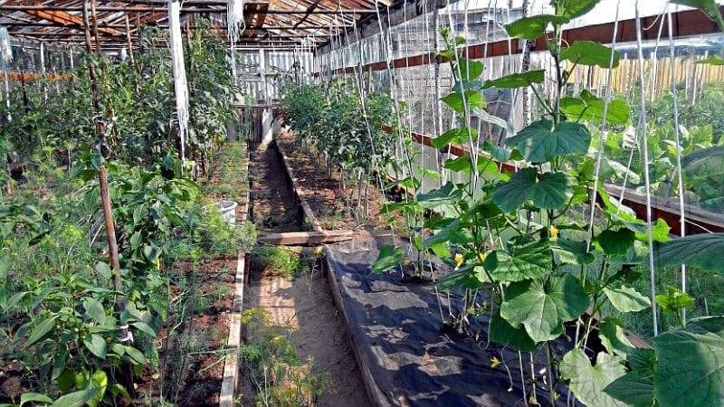 Выращивание помидоров и огурцов в одной теплице: подробная инструкция