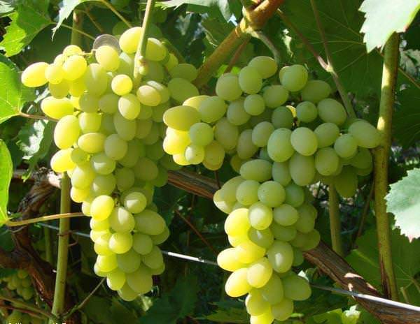 Описание и особенности винограда сорта Белое Чудо