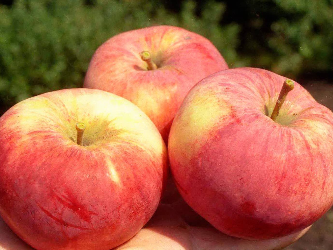 Яблоня орловим: фото, описание сорта, особенности выращивания